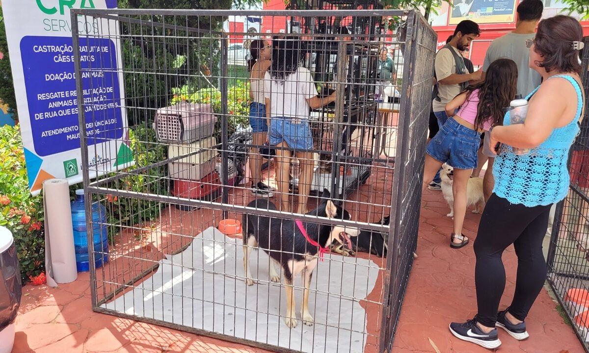 Wellness Pet Day promove adoção de animais e arrecada doações para entidades de Indaiatuba